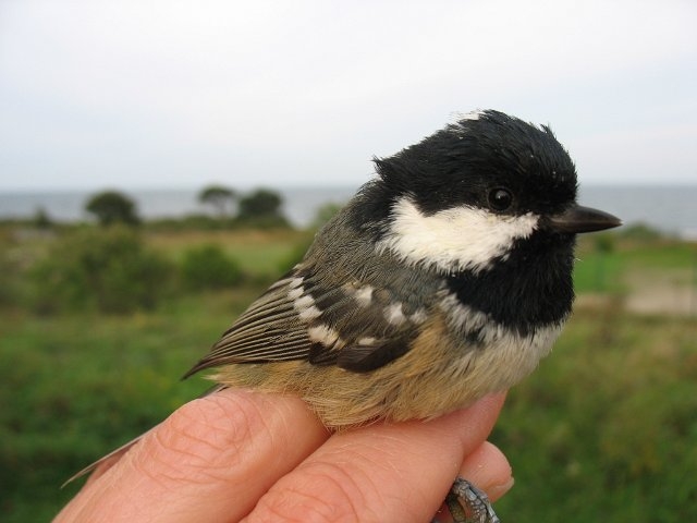 Coal Tit, Sundre 20070904